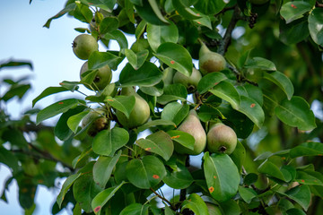 apple tree branches in green summer day with rain
