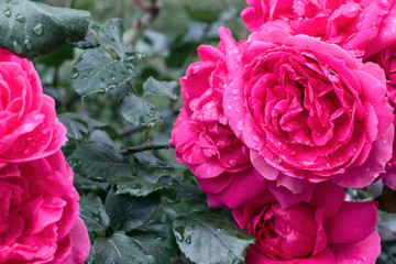 Beautiful pink roses in garden, roses for Valentine Day.