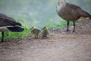 Geese chicks