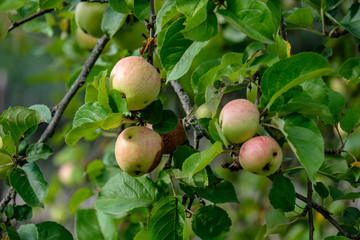 apple tree branches in green summer day with rain