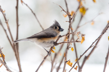 Titmouse bird portraits