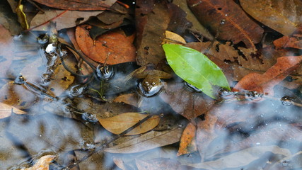 Grenouille mare forêt