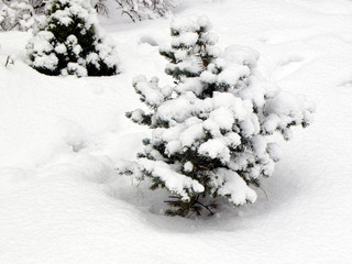 Branches of a fir-tree are covered with snow. Snow fell. The winter came.