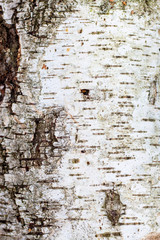 Texture of birch bark. Background for design_