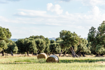 Olive trees in the countryside near the medieval white village of Ostuni