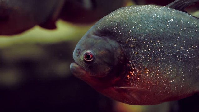 Piranha fish close up