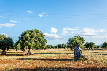 Olive trees in the countryside near the medieval white village of Ostuni