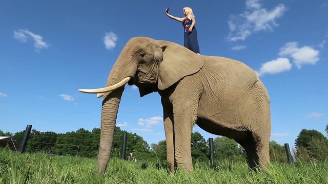 Kein Empfang mit dem Handy: Eine Frau steht auf einem Elefant und sucht mit dem Smartphone ein Netz