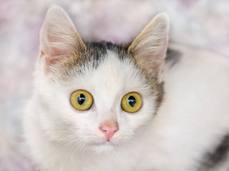 A small white cute kitty with big eyes looks up_