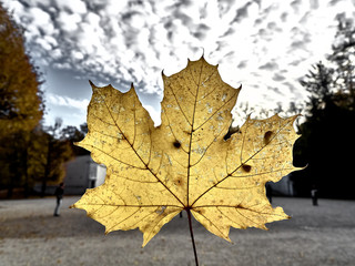 Shot of a yellow leaf at the park