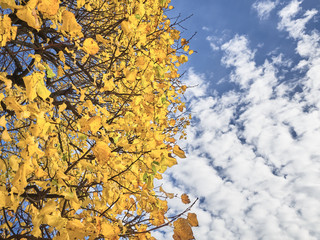 Shot of a white leaves tree at the park and the sky above