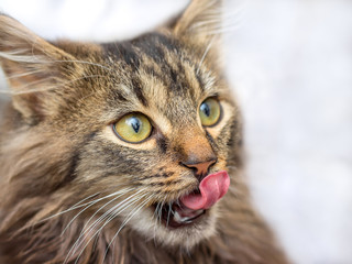 A small fluffy cat licking the face with a tongue and asks for eating_