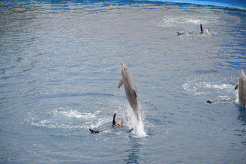 delfino che salta