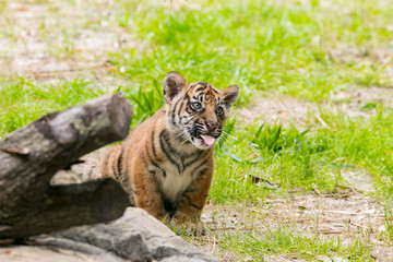 Tiger Cub Tongue