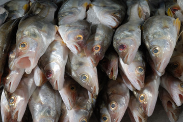 pescados mercado