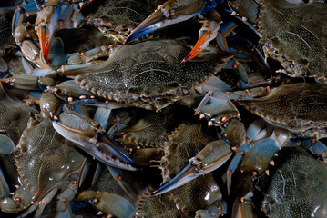 comida del mar  golfo de mèxico tamaulipas
