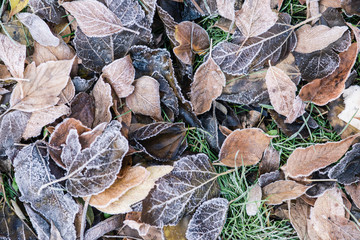 Frosty brown november foliage down background photo