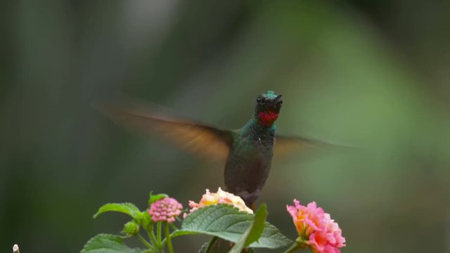 Brazilian ruby Hummingbird in Atlantik Rainforest Brazil