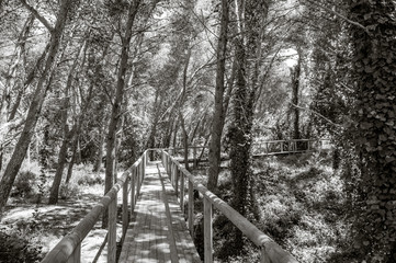 Maritime pine forest near Torre dell’Orso Melendugno in Salento Italy