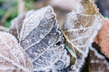 Beautiful background photo of frost and foliage