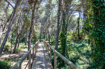 Fototapeta premium Maritime pine forest near Torre dell’Orso Melendugno in Salento Italy