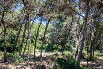 Maritime pine forest near Torre dell’Orso Melendugno in Salento Italy