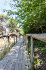 Maritime pine forest near Torre dell’Orso Melendugno in Salento Italy