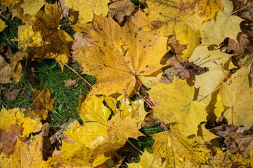 Naklejka na ściany i meble Colored maple leaves. Yellow autumn leaves. Natural environment background