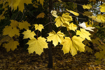 Colored maple leaves. Yellow autumn leaves. Natural environment  background