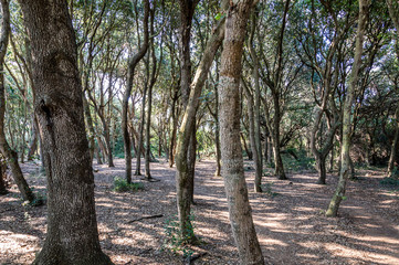 Maritime pine forest near Baia dei Turchi Otranto in Salento Italy