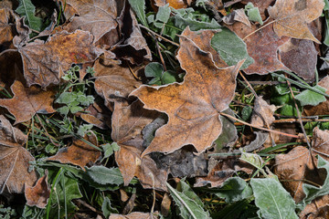 Colored maple leaves. Frosty brown autumn leaves. Natural environment  background