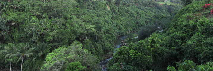 tropical palm forest jungle
