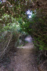 Maritime pine forest near Baia dei Turchi Otranto in Salento Italy