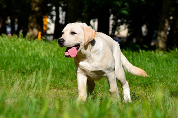 labrador retriever puppy yellow 