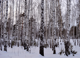 peace and quiet of birches and pines, house and road in snow-covered winter forest