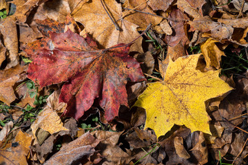 Colored maple leaves. Frosty Yellow autumn leaves. Natural environment  background