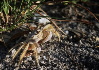 Crab on the beach.