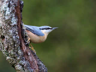 Nuthatch, Sitta europaea