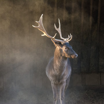 Fototapeta damhirsch in staubwolke am stall
