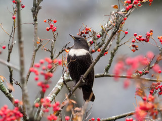 Ring ouzel, Turdus torquatus