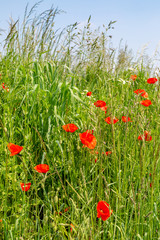 Poppies Growing on a Grass Verge Amongst Tall Grass, in France