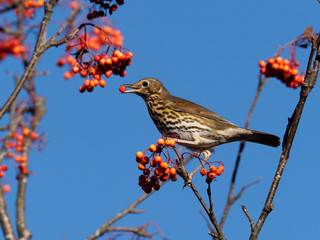 Song thrush,  Turdus philomelos