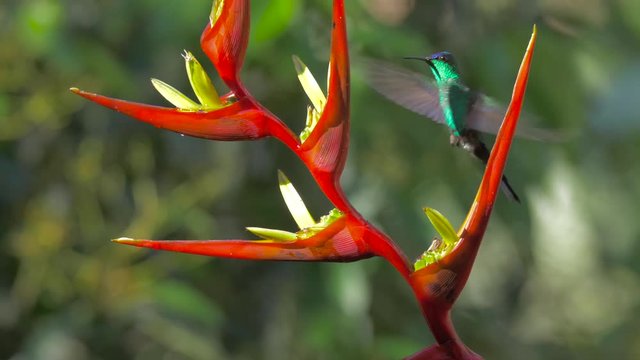  violet-capped woodnymph (Thalurania glaucopis) 