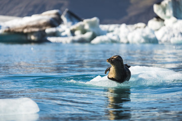 Phoque du Jokulsarlon