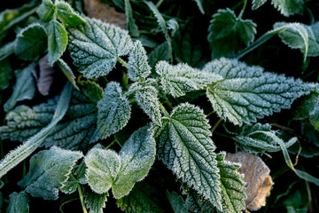 Urtica. Frosty green nettle leaves in autumn, natural environment  background