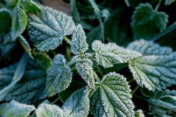 Urtica. Frosty green nettle leaves in autumn, natural environment  background