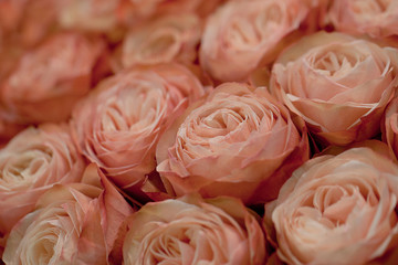 big beautiful festive bouquet of pink tender roses