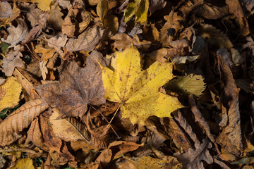 Colored maple leaves. Yellow autumn leaves. Natural environment  background