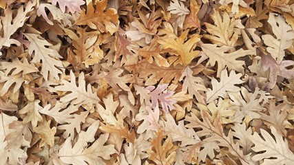 Fall Leaves