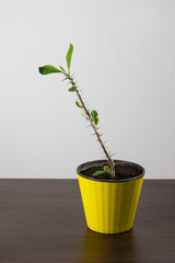 Beautiful plant with large spines and green leaves grows in a yellow flowerpot_0557